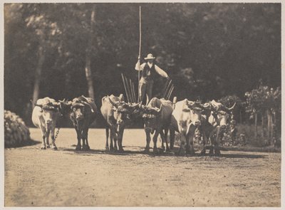 Six Oxen Team med deres chauffør, ca. 1853. af Olympe Aguado