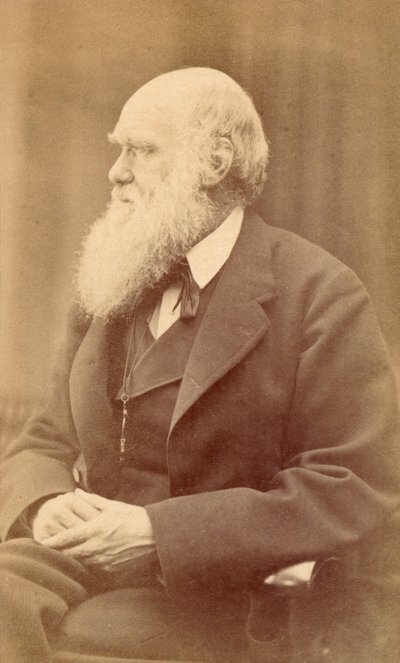 Portræt af Charles Darwin i en alder af 72, ca. 1871 (albumin print) af Oscar Gustav Rejlander