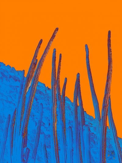 Blå kaktus, orange himmel af Osvaldo Russo
