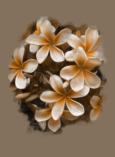 Tropiske plumeria-blomster af Osvaldo Russo