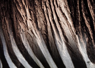 Zebrastribet struktur af Osvaldo Russo