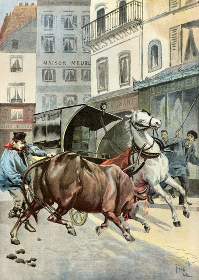 en tyr flygter fra sin vogter,1895 (Illustration) af Oswaldo Tofani