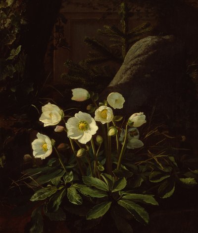 Hellebores in a Rockery (olie på lærred) af Otto Didrik Ottesen
