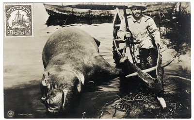 Tysk jæger med flodhest, Tysk Østafrika, ca. 1910 af Otto Haeckel