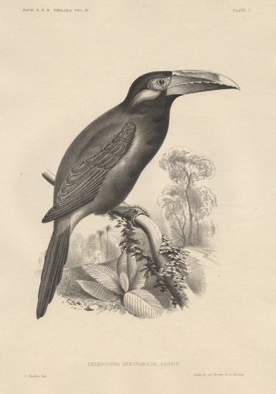 Selenidera Spectabilis, litho af Bowen und Co., 1850 af Otto Koehler