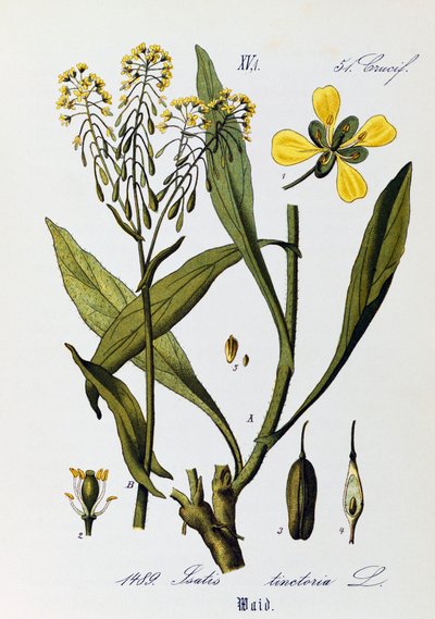 Blade, frugter og blomster af Woad eller Glastum (Isatis tinctoria), kunstværk af Otto Wilhelm Thome (1840-1925) fra Flora von Deutschland, Osterreich und der Schweiz (Flora i Tyskland, Østrig og Schweiz) af Otto Wilhelm Thome