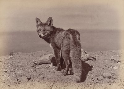 [Ræv], 1886. af Ottomar Anschütz