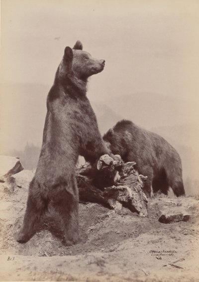 [To bjørne], 1889. af Ottomar Anschütz