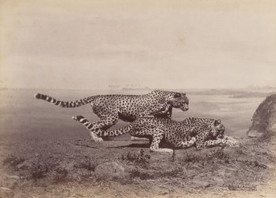[To geparder], 1888. af Ottomar Anschütz