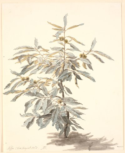 Studie af et lille kastanjetræ af P.C. Skovgaard