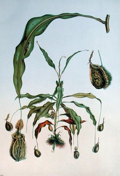 Nepenthes Hookeriana, botanisk plade fra 