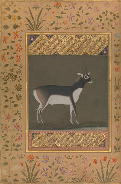 Black Buck, Folio fra Shah Jahan Albummet, recto: ca. 1615-20, bagside: ca. 1530-50. af Painting attributed to Manohar