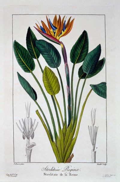 Bird of Paradise eller Crane Flower, pub. 1836. af Panacre Bessa