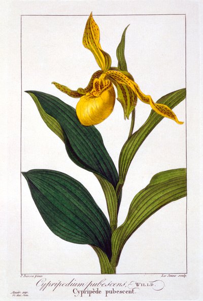 Cypripedium, pub. 1836. af Panacre Bessa