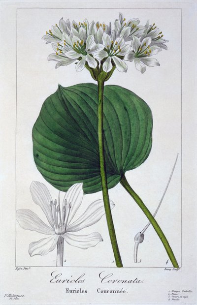 Euricles coronata, pub. 1836. af Panacre Bessa
