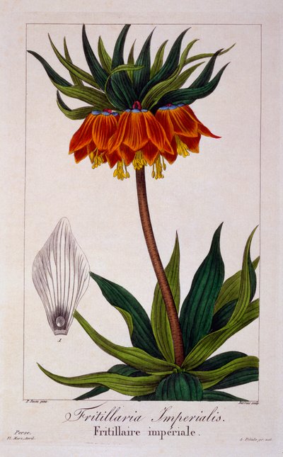Fritillaria imperialis, pub. 1836 af Panacre Bessa