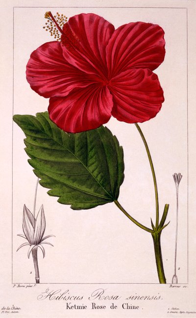 Hibiscus: H. rosa-sinensis, pub. 1836. af Panacre Bessa