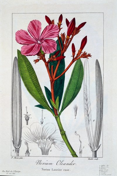 Nerium Oleander, pub. 1836. af Panacre Bessa