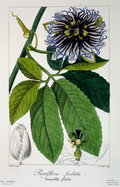 Passiflora pedata eller Passion Flower, pub. 1836. af Panacre Bessa