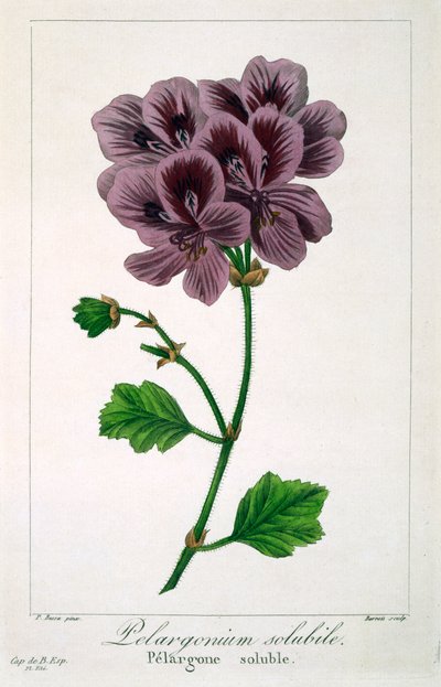 Pelargonium, pub. 1836. af Panacre Bessa