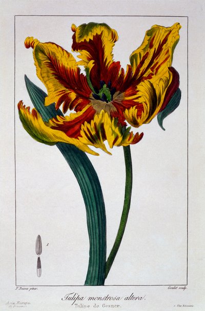 Tulipan 