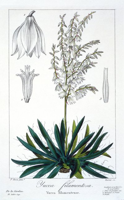 Yucca filamentosa, pub. 1836. af Panacre Bessa