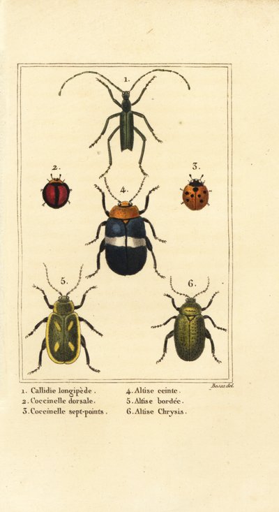 Callidium longipes 1, mariehøns, Jauravia dorsalis 2, Coccinella septempunctata 3, loppebiller, Altica cincta 4, Altica emarginata 5 og Altica chrysis 6 af Pancrace (after) Bessa