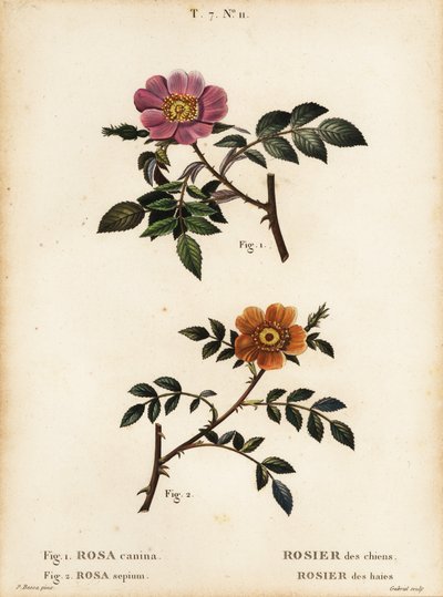 Hunderose, Rosa canina, Rosier des Chiens 1, og småbladet sød-briar, Rosa sepium, Rosa agrestis, Rosier des Haies 2 af Pancrace (after) Bessa