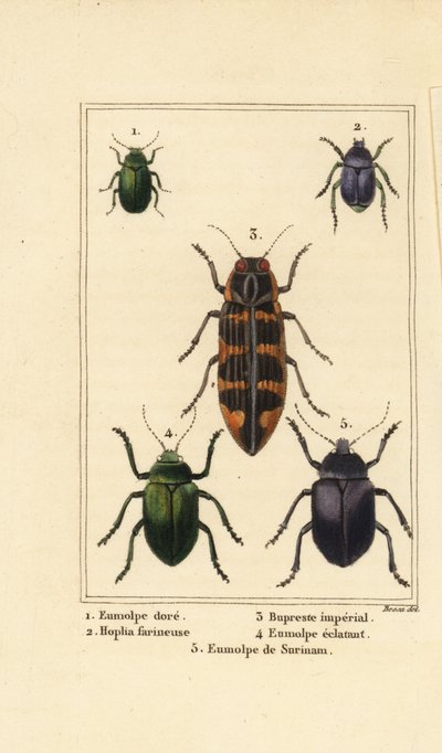 Hundebille, Chrysochus auratus 1, Hoplia argentea 2, banksia juvelbille, Cyrioides imperialis 3, Eumolpus fulgidus 4 og Eumolpus surinamensis 5 af Pancrace (after) Bessa
