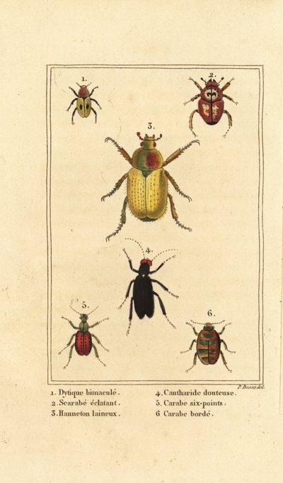 Dytiscus bimaculatus 1, scarab 2, cockchafer, Melolontha melolontha 3, Cantharis bille 4, Carabus sexpunciatus 5 og Omophron limbatum 6 af Pancrace (after) Bessa