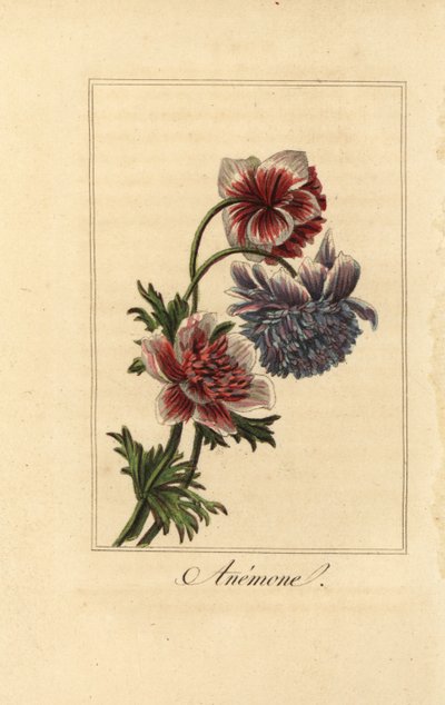 Hybrid valmueanemone, Anemone coronaria af Pancrace (after) Bessa