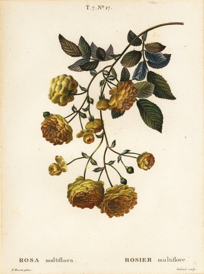 Multiflora rose eller japansk rose, Rosa multiflora, Rosier multifore af Pancrace (after) Bessa