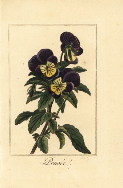 Stedmoderblomst, Pensee, Viola tricolor var. af Pancrace (after) Bessa