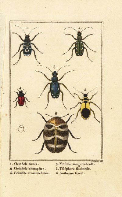 Tigerbiller, Cicindela sinuata 1, Cicindela campestris 2, Cicindela sexguttata 3, Nitidula sanguinolenta 4, varieret tæppebille, Telephore flavipede 5, Anthrenus verbasci 6 af Pancrace (after) Bessa