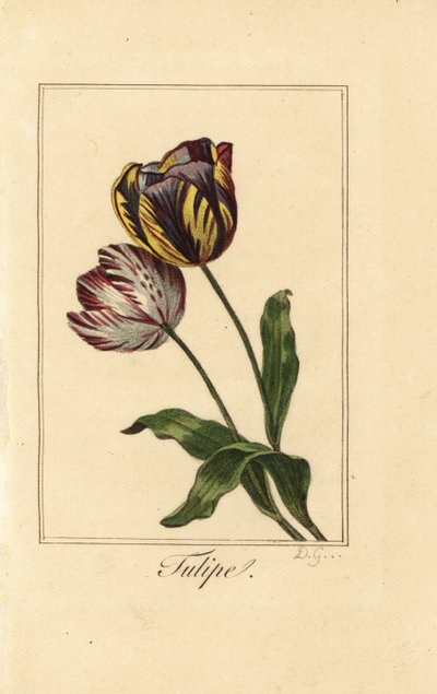 Varianter af tulipan, tulipan, Tulipa gesneriana af Pancrace (after) Bessa