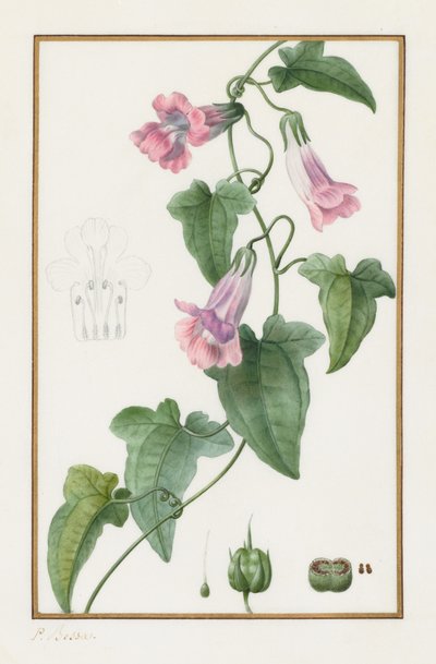 Botanisk: Maurándia semperflorens, 1836. af Pancrace Bessa