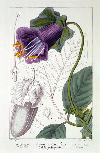 Cobaea scandens, 1836 (håndkoloreret gravering) af Pancrace Bessa