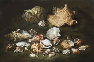 Stilleben med muslingeskaller af Paolo Porpora
