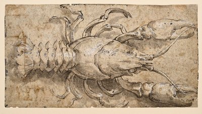 Krebs (recto) af Parmigianino