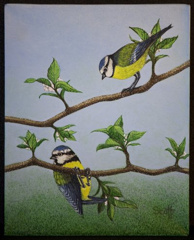 Bluetits, 2016 af Pat Scott