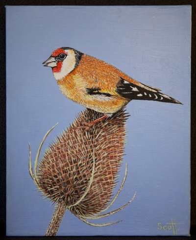 Goldfinch, 2016 af Pat Scott