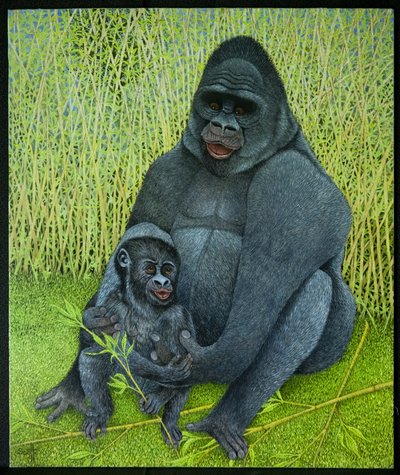 Gorillaer af Pat Scott