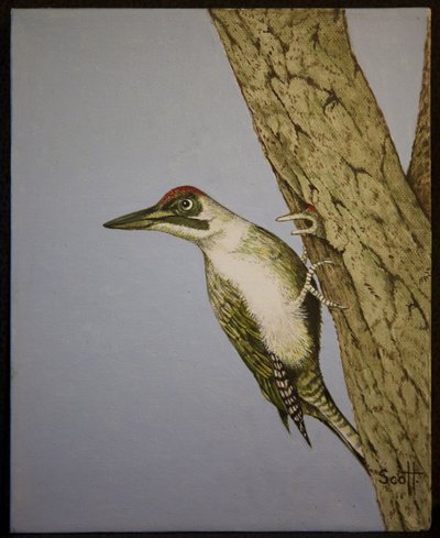 Grønspætte, 2016 af Pat Scott