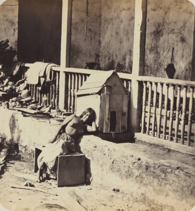 Garvel Martinique hund, 1870