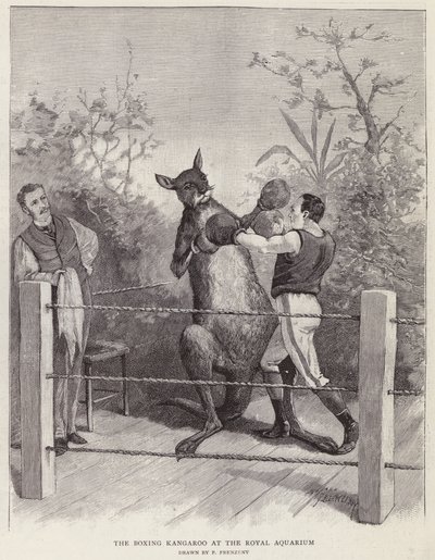 Boksekænguruen ved Royal Aquarium, London (litho) af Paul Frenzeny
