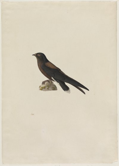 Nålehalet Hurtighals Hirundapus caudacutus, 1800-tallet. af Paul Huet