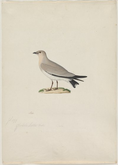 Lille Pratincole Glareola lactea, 1800-tallet. af Paul Huet