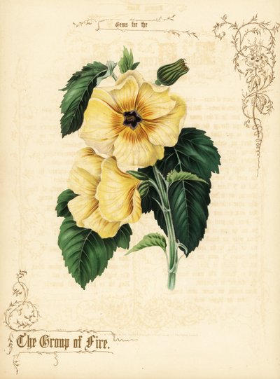 Gule hibiscus blomster og løv. af Paul Jerrard