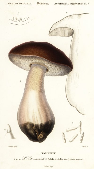 Cep, penny bun, porcino eller porcini svamp, Boletus edulis. ,1849 (gravering) af Paul Louis Oudart
