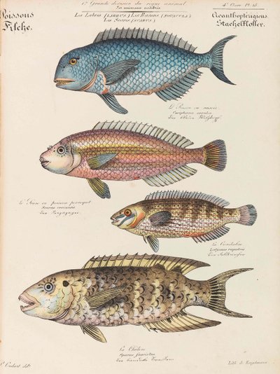 Naturhistorisk kursus, 1825-1826. af Paul Louis Oudart